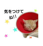 猫のあんずです⑤（個別スタンプ：5）