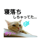 猫のあんずです⑤（個別スタンプ：9）