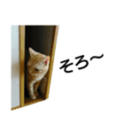 猫のあんずです⑤（個別スタンプ：12）