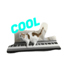 ピアノと猫（個別スタンプ：1）