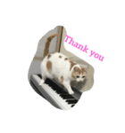 ピアノと猫（個別スタンプ：5）