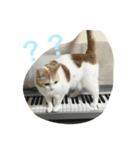 ピアノと猫（個別スタンプ：8）