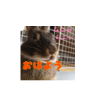 うさぎのゆきちゃんとココちゃん挨拶3実写（個別スタンプ：2）