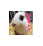 うさぎのゆきちゃんとココちゃん挨拶3実写（個別スタンプ：3）