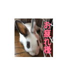 うさぎのゆきちゃんとココちゃん挨拶3実写（個別スタンプ：5）