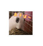 うさぎのゆきちゃんとココちゃん挨拶3実写（個別スタンプ：8）