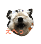雑種のぺけwith仲間たち（個別スタンプ：1）