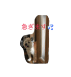 雑種のぺけwith仲間たち（個別スタンプ：3）