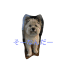 雑種のぺけwith仲間たち（個別スタンプ：4）