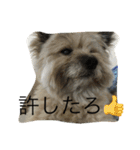 雑種のぺけwith仲間たち（個別スタンプ：5）