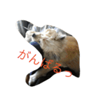 雑種のぺけwith仲間たち（個別スタンプ：6）