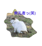 雑種のぺけwith仲間たち（個別スタンプ：10）