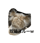 雑種のぺけwith仲間たち（個別スタンプ：11）