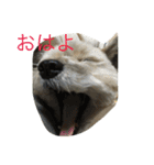 雑種のぺけwith仲間たち（個別スタンプ：12）