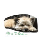 雑種のぺけwith仲間たち（個別スタンプ：17）