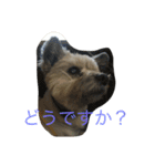 雑種のぺけwith仲間たち（個別スタンプ：18）