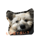雑種のぺけwith仲間たち（個別スタンプ：19）