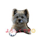 雑種のぺけwith仲間たち（個別スタンプ：21）