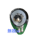 雑種のぺけwith仲間たち（個別スタンプ：31）