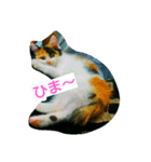 錆猫と三毛猫（個別スタンプ：1）
