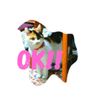 錆猫と三毛猫（個別スタンプ：2）