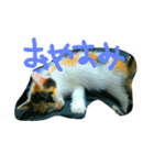 錆猫と三毛猫（個別スタンプ：3）