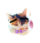 錆猫と三毛猫（個別スタンプ：4）