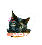 錆猫と三毛猫（個別スタンプ：5）