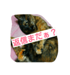 錆猫と三毛猫（個別スタンプ：6）
