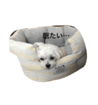 はなミミスタンプ（個別スタンプ：7）