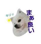 ライチのスタンプ（個別スタンプ：16）