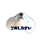ルアナすてっかー（個別スタンプ：21）
