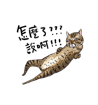 eh！cat！5（個別スタンプ：11）