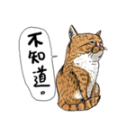 eh！cat！5（個別スタンプ：12）