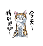 eh！cat！5（個別スタンプ：18）