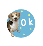 Beagle with two cats Life（個別スタンプ：1）