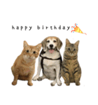 Beagle with two cats Life（個別スタンプ：8）