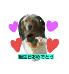 ゴールデンレトリバーの日常（個別スタンプ：1）