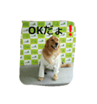 ゴールデンレトリバーの日常（個別スタンプ：3）