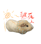 My little zoo 2（個別スタンプ：12）