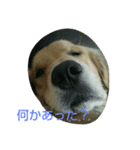 ゴールデンレトリバーの日常スタンプ2（個別スタンプ：5）