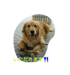 ゴールデンレトリバーの日常スタンプ2（個別スタンプ：6）