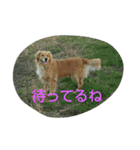 ゴールデンレトリバーの日常スタンプ2（個別スタンプ：11）