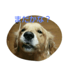 ゴールデンレトリバーの日常スタンプ2（個別スタンプ：12）
