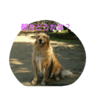 ゴールデンレトリバーの日常スタンプ2（個別スタンプ：15）