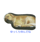 ゴールデンレトリバーの日常スタンプ2（個別スタンプ：21）