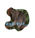 オージーアニマル（個別スタンプ：1）