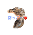 オージーアニマル（個別スタンプ：3）