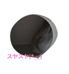 ぶるごろきく（個別スタンプ：1）
