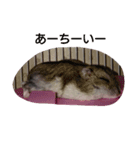 ぶるごろきく（個別スタンプ：3）
